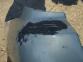 SUBARU LEGACY  2003-2009 Hátsó Lökhárító Javított